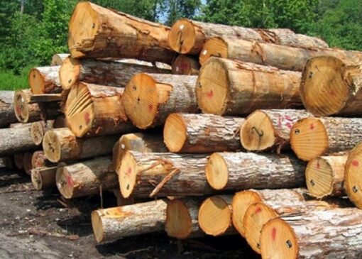 کشف ۱۵ تن چوب جنگلی قاچاق در آمل