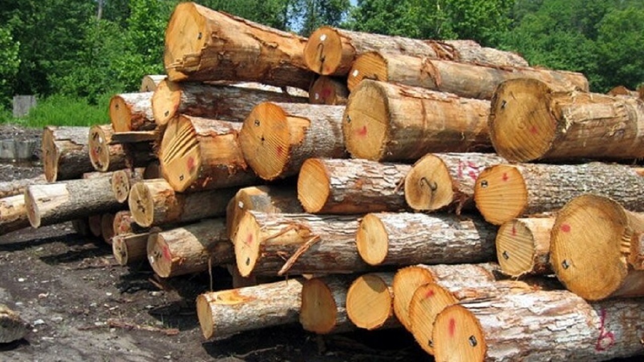 کشف ۱۵ تن چوب جنگلی قاچاق در آمل
