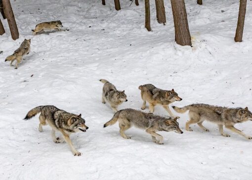 هشدار عمومی اداره کل حفاظت محیط زیست اردبیل در پی برودت هوا