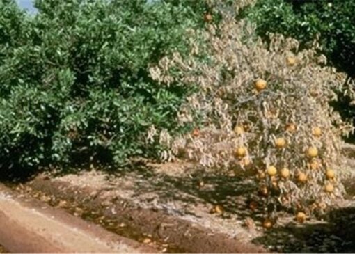 خطر سرمازدگی مرکبات در جنوب کرمان