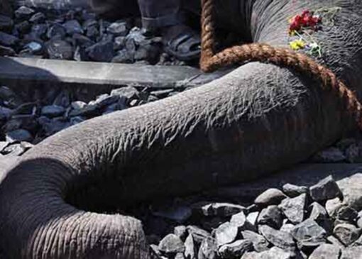 برخورد قطار با گله فیل‌ها در هند + فیلم