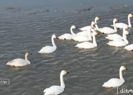 آبگیری تالاب بین المللی کانی برازان + فیلم