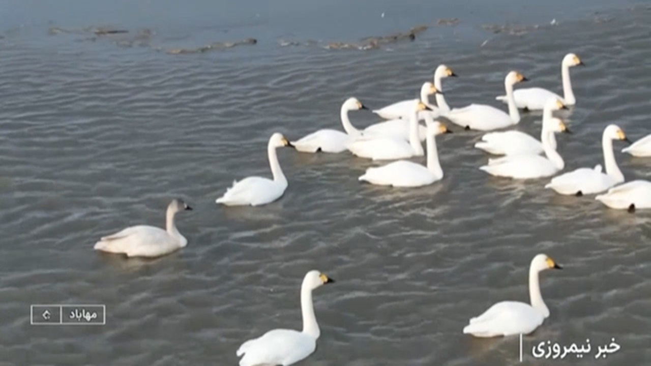 آبگیری تالاب بین المللی کانی برازان + فیلم