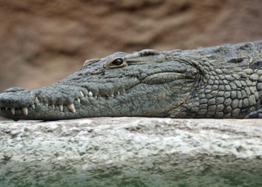 زندانی با تمساح‌ها در اطراف آن + فیلم
