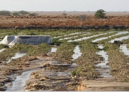 سیل آذرماه بیش از ۱۱ همت به بخش کشاورزی خسارت زد