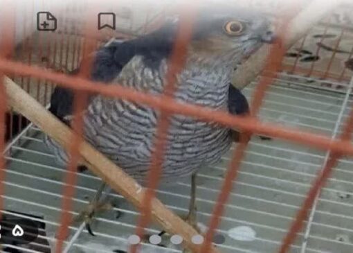 دستگیری فروشنده پرنده شکاری در پلتفرم مجازی در قم