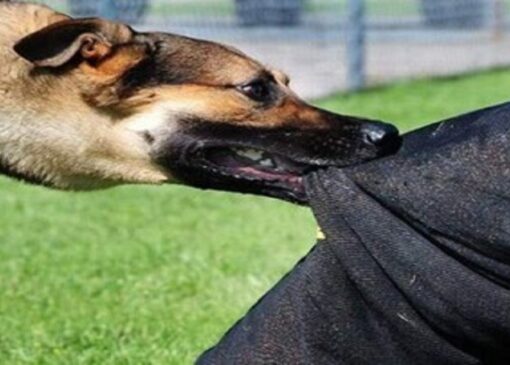 تشریح وضعیت دانشجوی آسیب دیده از حمله سگ‌های ولگرد