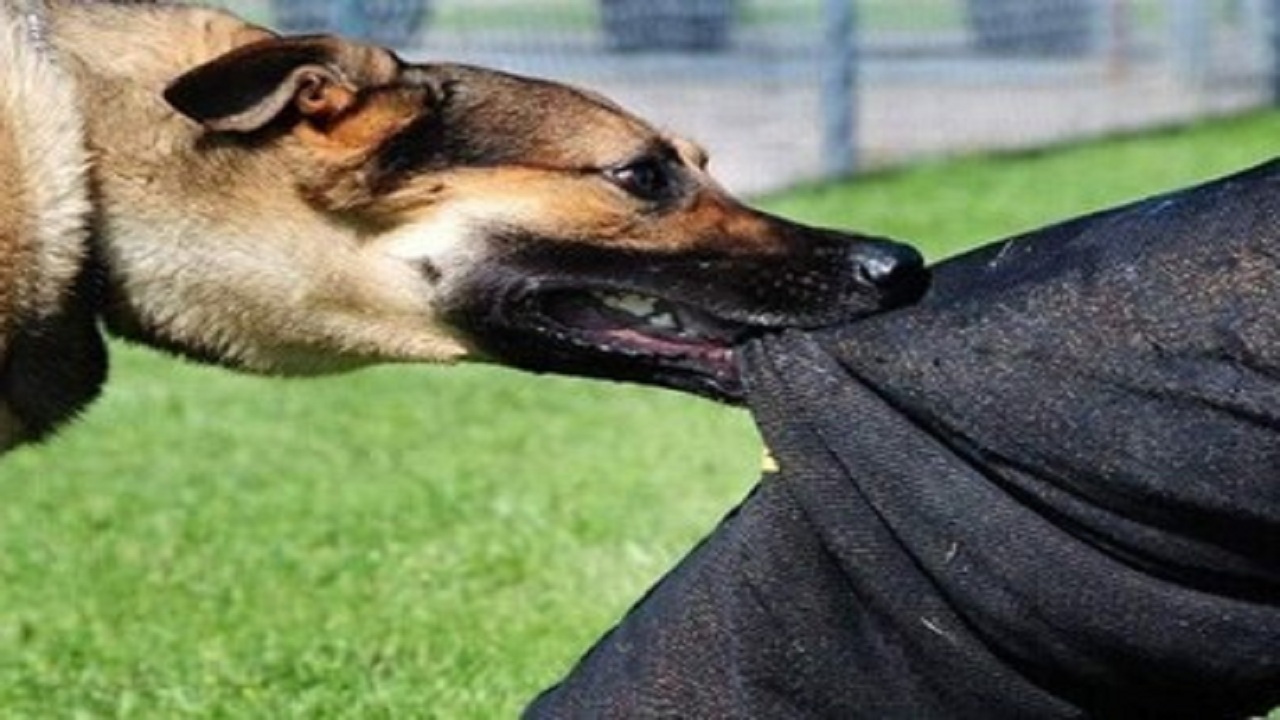 تشریح وضعیت دانشجوی آسیب دیده از حمله سگ‌های ولگرد