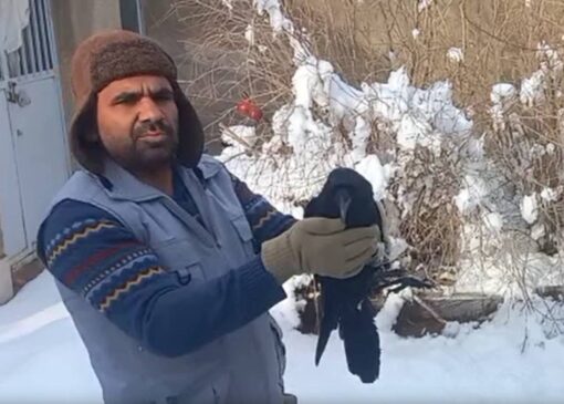 مهربانی دوستدار محیط زیست صالح آبادی به کلاغ آسیب دیده در سرمای زمستان