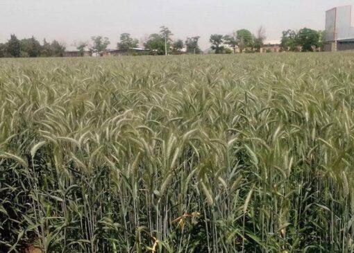 ۳۰ تُن جو قاچاق در قم کشف شد