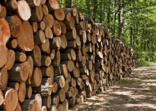 کشف ۳۸ تن چوب قاچاق در صومعه سرا