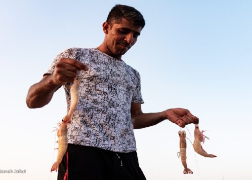 افزایش ۳۷ درصدی تولید میگو/ بوشهر نخستین تولیدکننده میگو کشور