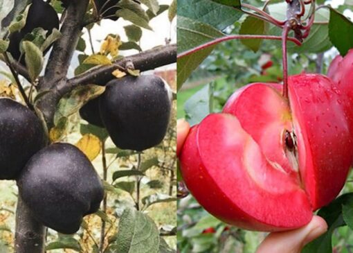 این نهالستان از نهال سیب تو سرخ و سیاه اصلاح شده رونمایی کرد