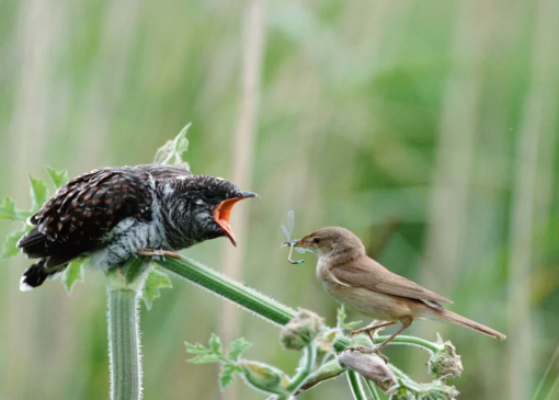 همکاری غیرمنتظره پرندگان علیه دشمن