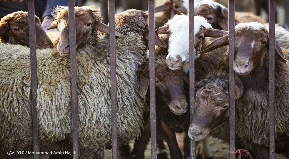 نرخ هرکیلو لاشه گوسفندی به ۶۵۰ هزارتومان رسید