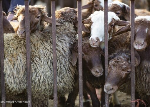 نرخ هرکیلو لاشه گوسفندی به ۶۵۰ هزارتومان رسید