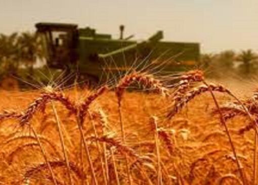 امسال ۵ میلیون تن گندم وارد شد/ کشت گندم به پایان رسید