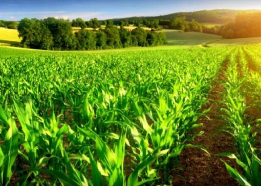 کشاورزی فراسرزمینی ناجی بحران منابع آبی