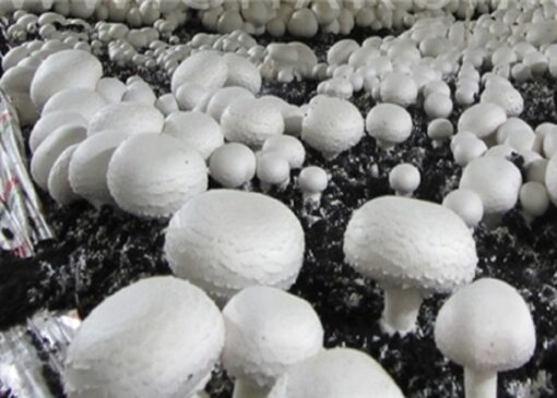 قیمت هرکیلو قارچ برای مصرف کننده به ۲۲۰ هزارتومان رسید