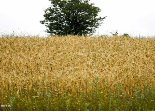 بارش‌های نرمال فصل زمستان کم بارشی تهران را جبران نمی‌کند