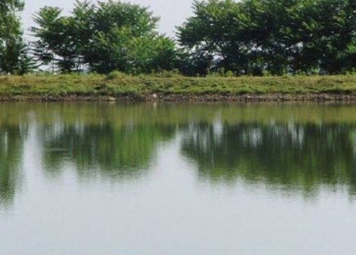 ضرورت بهره گیری از شیوه های مدرن و علمی در مدیریت آب بندان‌های گیلان