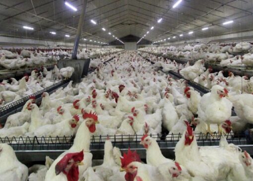 هشدار دامپزشکی اردبیل در خصوص شیوع بیماری آنفلوانزای پرندگان