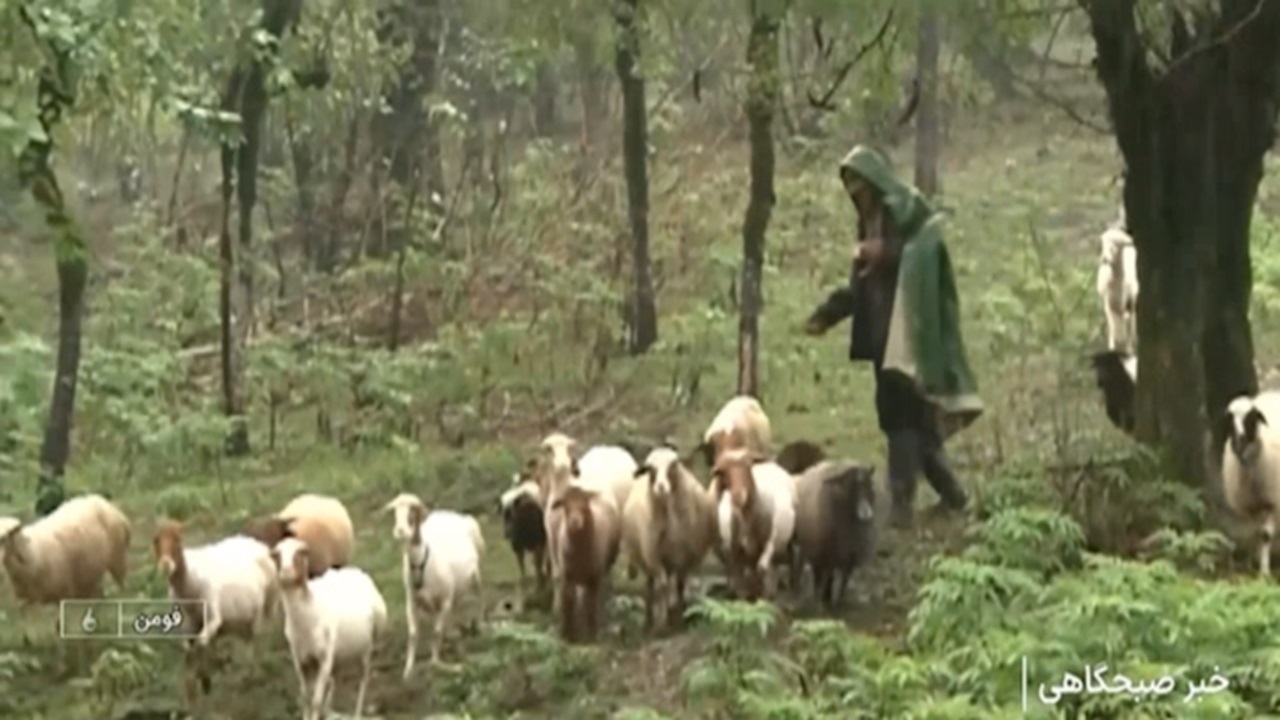 آغاز کوچ زمستانه عشایر گیلان + فیلم