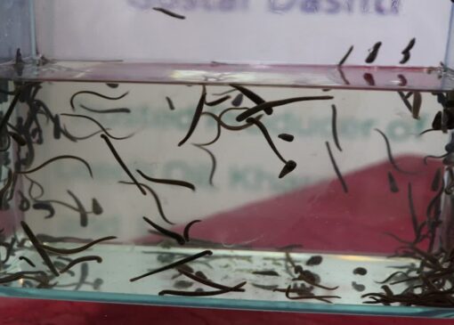 تولید ۱۵۰ هزار قطعه زالوی طبی در واحد پرورش زالوی قزوین