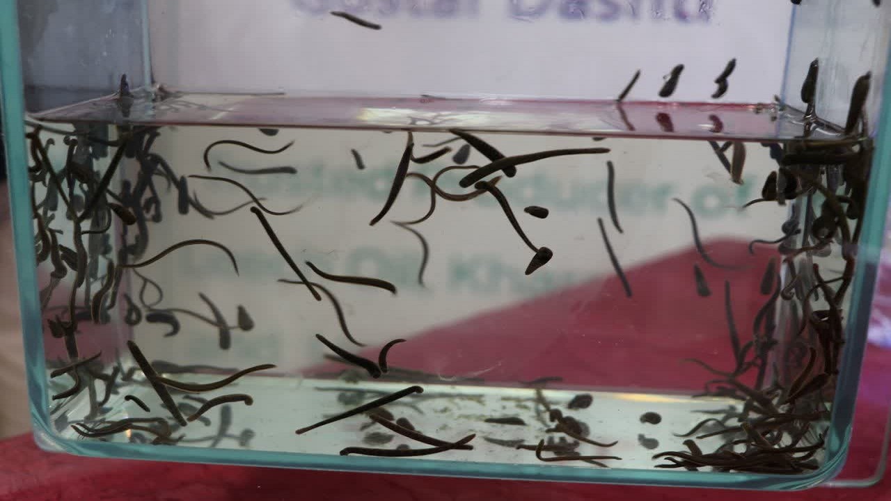 تولید ۱۵۰ هزار قطعه زالوی طبی در واحد پرورش زالوی قزوین