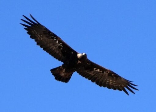 پرواز دوباره عقاب صحرایی نجات یافته از سیم برق بر فراز آسمان + فیلم