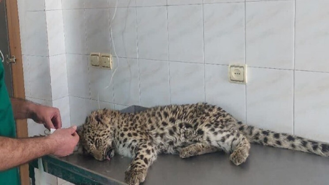 پلنگ سرگردان در محدوده شهری شهمیرزاد به دام افتاد