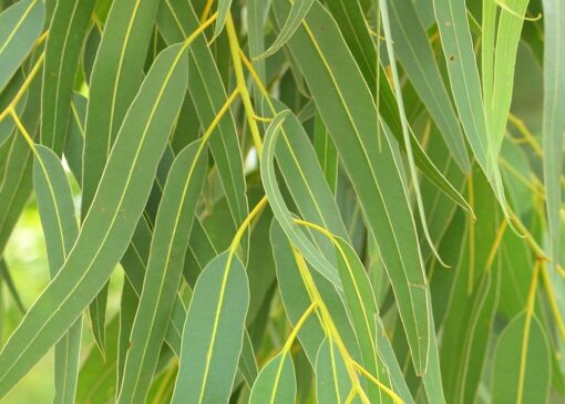 نهال‌های بی‌هویت؛ هزینه‌های سنگین کاشت گونه‌های غیربومی در استان قم