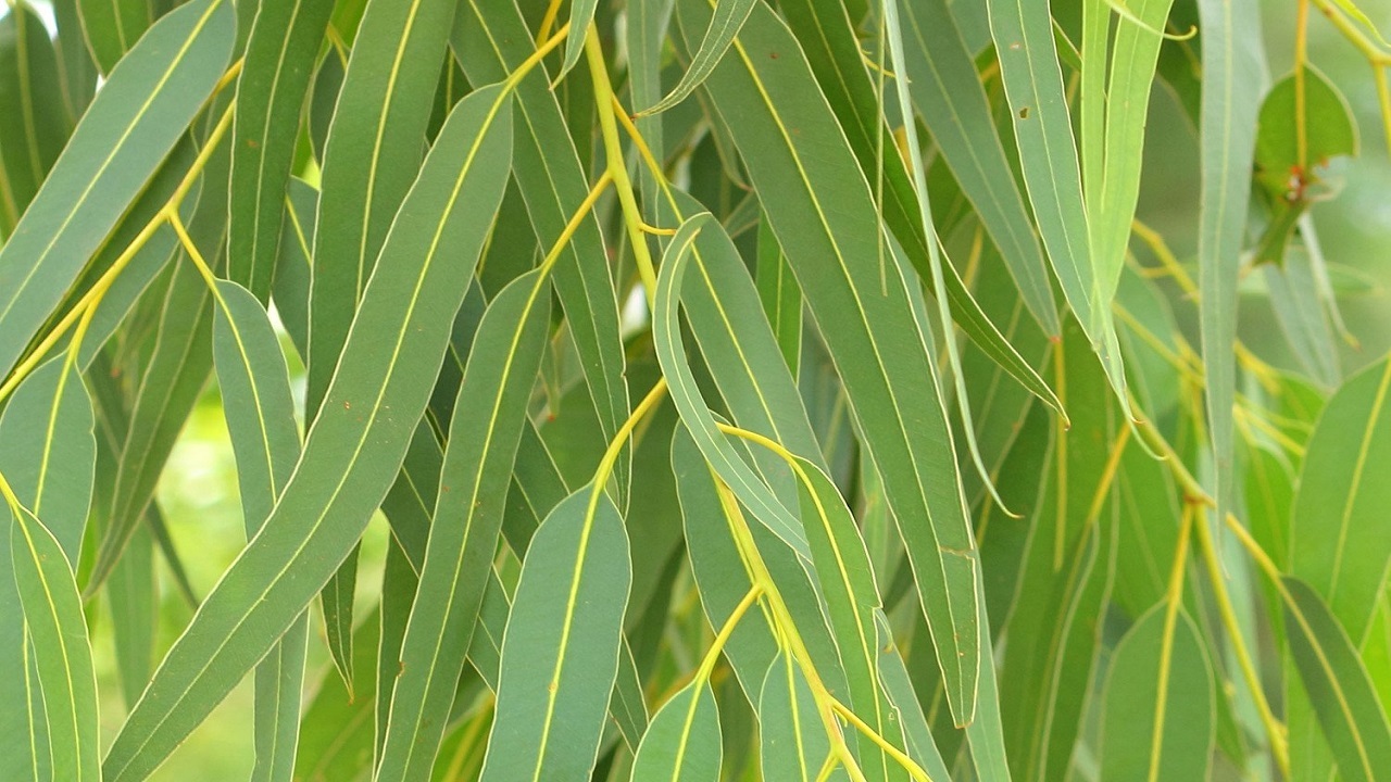 نهال‌های بی‌هویت؛ هزینه‌های سنگین کاشت گونه‌های غیربومی در استان قم