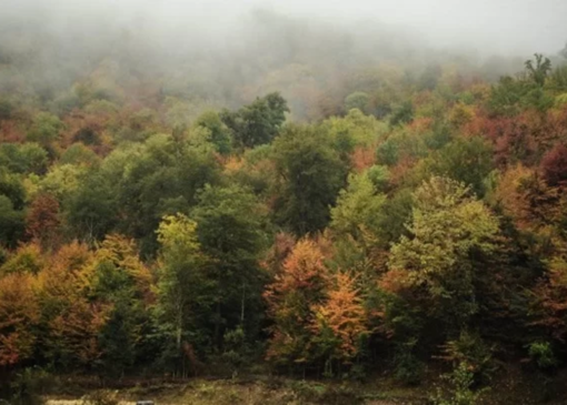 قابی خاطره انگیز از جنگل باغو از لنز دوربین شهروندخبرنگار