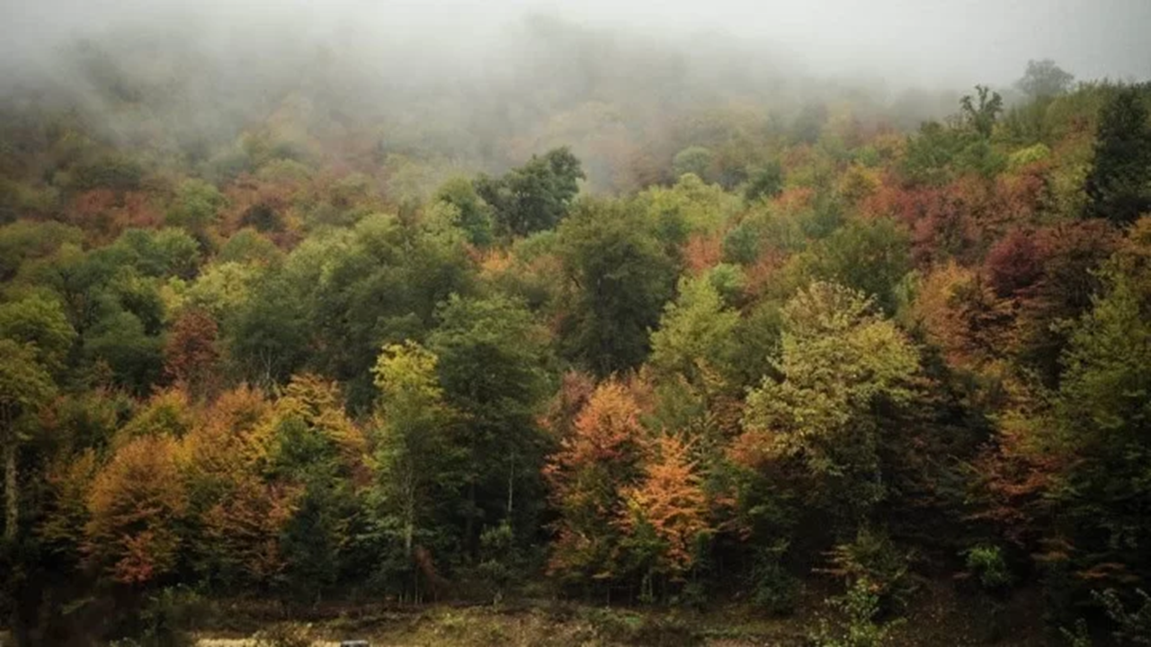 قابی خاطره انگیز از جنگل باغو از لنز دوربین شهروندخبرنگار