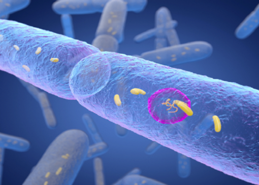 باکتری‌های روده نقش محافظتی در برابر دیابت دارند