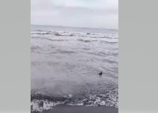 رهاسازی پرنده کشیم گردن سیاه در نوار ساحلی گیلان + فیلم