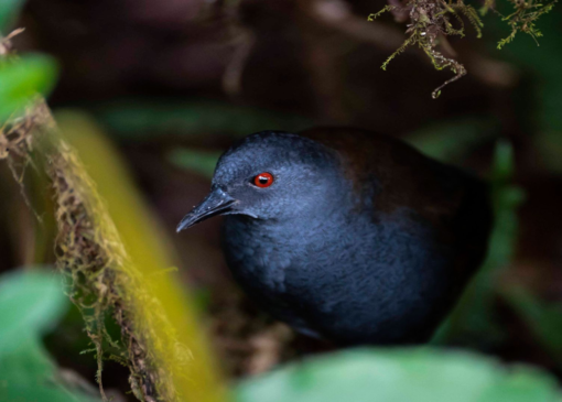 پرندگان گمشده پس از ۲۰۰ سال به گالاپاگوس بازگشته‌اند