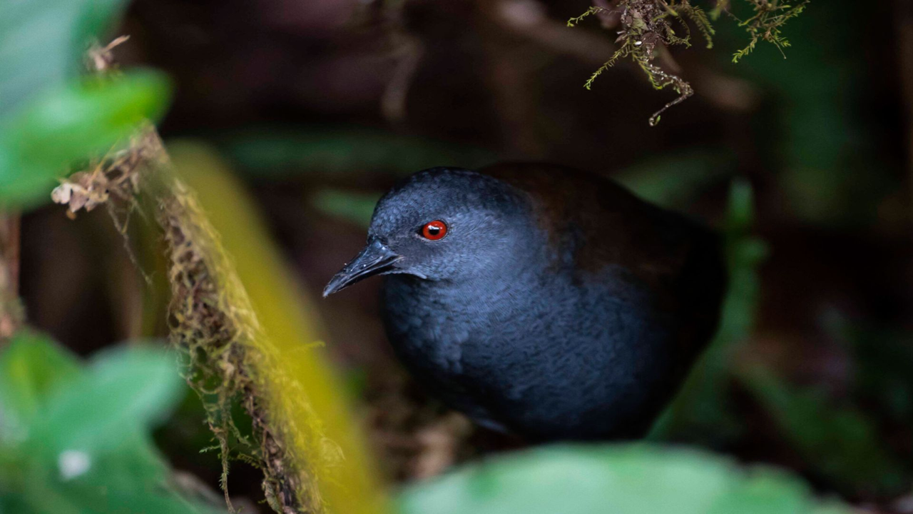 پرندگان گمشده پس از ۲۰۰ سال به گالاپاگوس بازگشتهاند