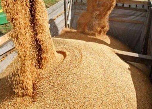 ورود بیش از ۱۲۱ میلیون کیلوگرم نهاده دامی در استان با نظارت دامپزشکی