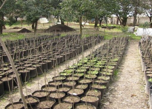 کاشت بیش از ۳۳ هزار نهال به نام امام علی (ع) در بوستان سرخه‌حصار