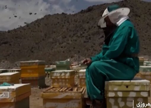 پرورش زنبور عسل به همت بانوان رابری + فیلم