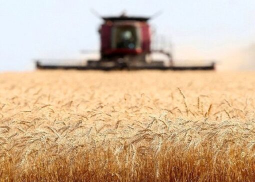 سطح کشت گندم به ۶ میلیون هکتار رسید