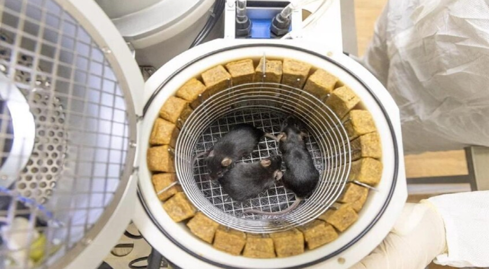 زایمان سالم موش‌های چینی که از فضا بازگشتند