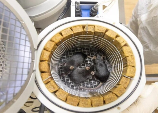 زایمان سالم موش‌های چینی که از فضا بازگشتند