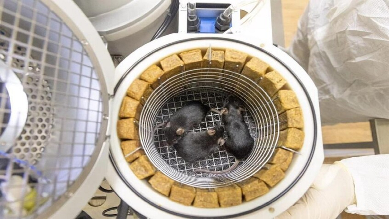 زایمان سالم موشهای چینی که از فضا بازگشتند