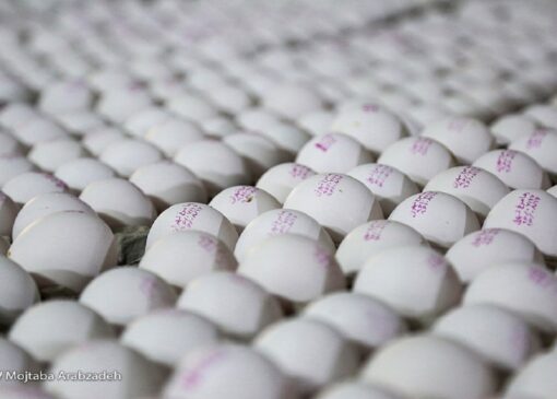 مرغ‌ها گرسنه‌اند/ هشدار کاهش چشمگیر تولید تخم مرغ