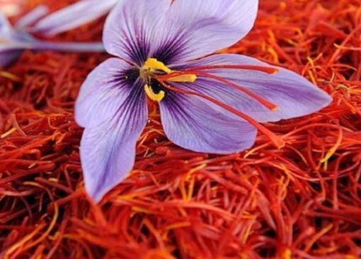 برآورد کاهش ۲۰ تا ۶۰ درصدی تولید زعفران