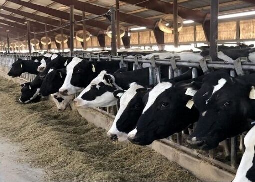 کاهش تولید روزانه ۲ هزار و ۷۰۰ تن شیرخام در اثر بیماری تب برفکی