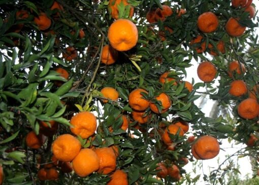 برداشت ۸۵ هزار تن نارنگی از باغ‌های هرمزگان آغاز شد